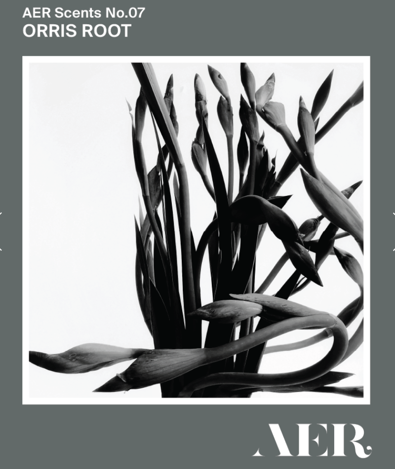 AER 07: ORRIS ROOT