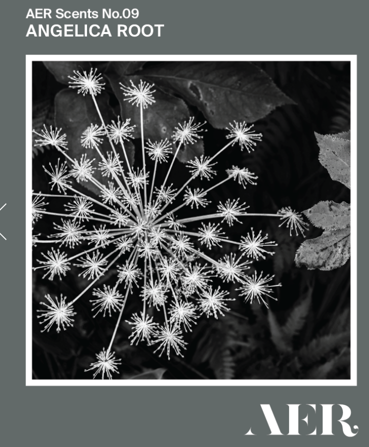 AER 09: Angelica Root