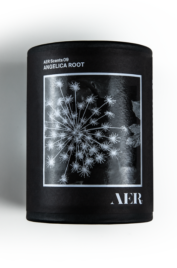 AER 09: Angelica Root